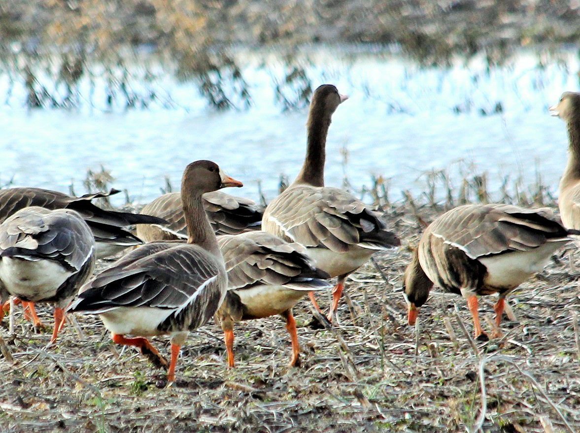 White-fronted geese -- 1